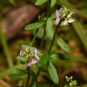 Littleaf milkwort. Photo: David Smith