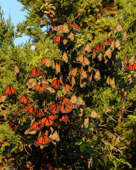 Roosting monarchs in New Jersey