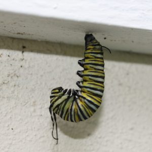 Monarch caterpillar about to pupate