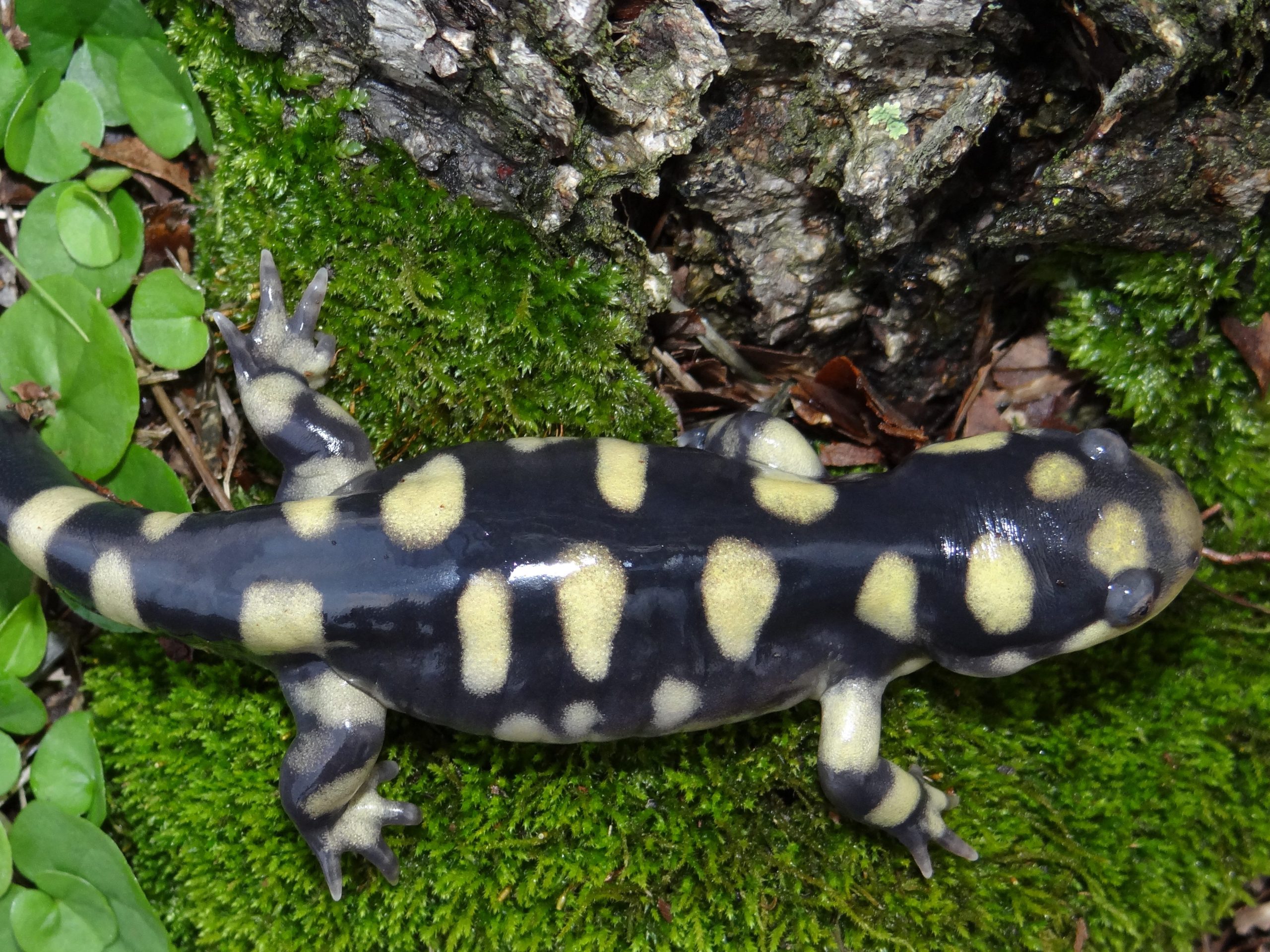 Eastern Spotted Salamander dependent upon Freshwater Wetlands