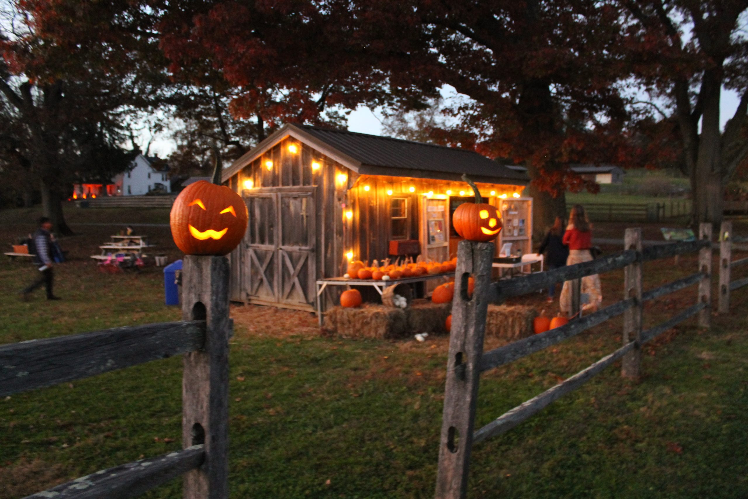 Jack-o-lantern Pumpkins at First Fridays at Coverdale Farm