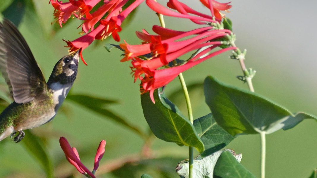 Lonicera and Hummingbird by Karen Dever