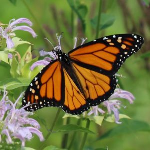 Male monarch butterfly from above