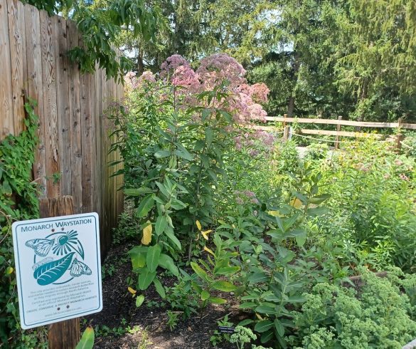 A monarch waystation with native plants