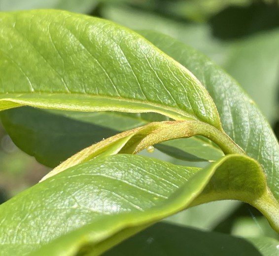 A zebra swallowtail egg on a terminal leaf