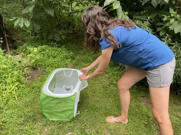 Kate McDonald releases the first zebra swallowtail at Ashland