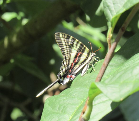 A newly released zebra swallowtail rests on pawpaw at Ashland