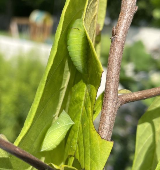 A zebra swallowtail prepares to pupate near another chrysalis