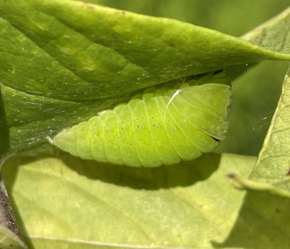 A zebra swallowtail attaches itself to a leaf before forming its chrysalis