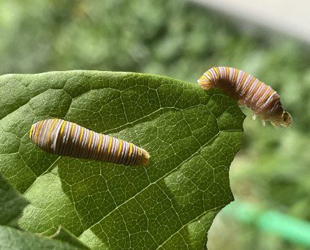Young zebra swallowtail caterpillars on a pawpaw leaf