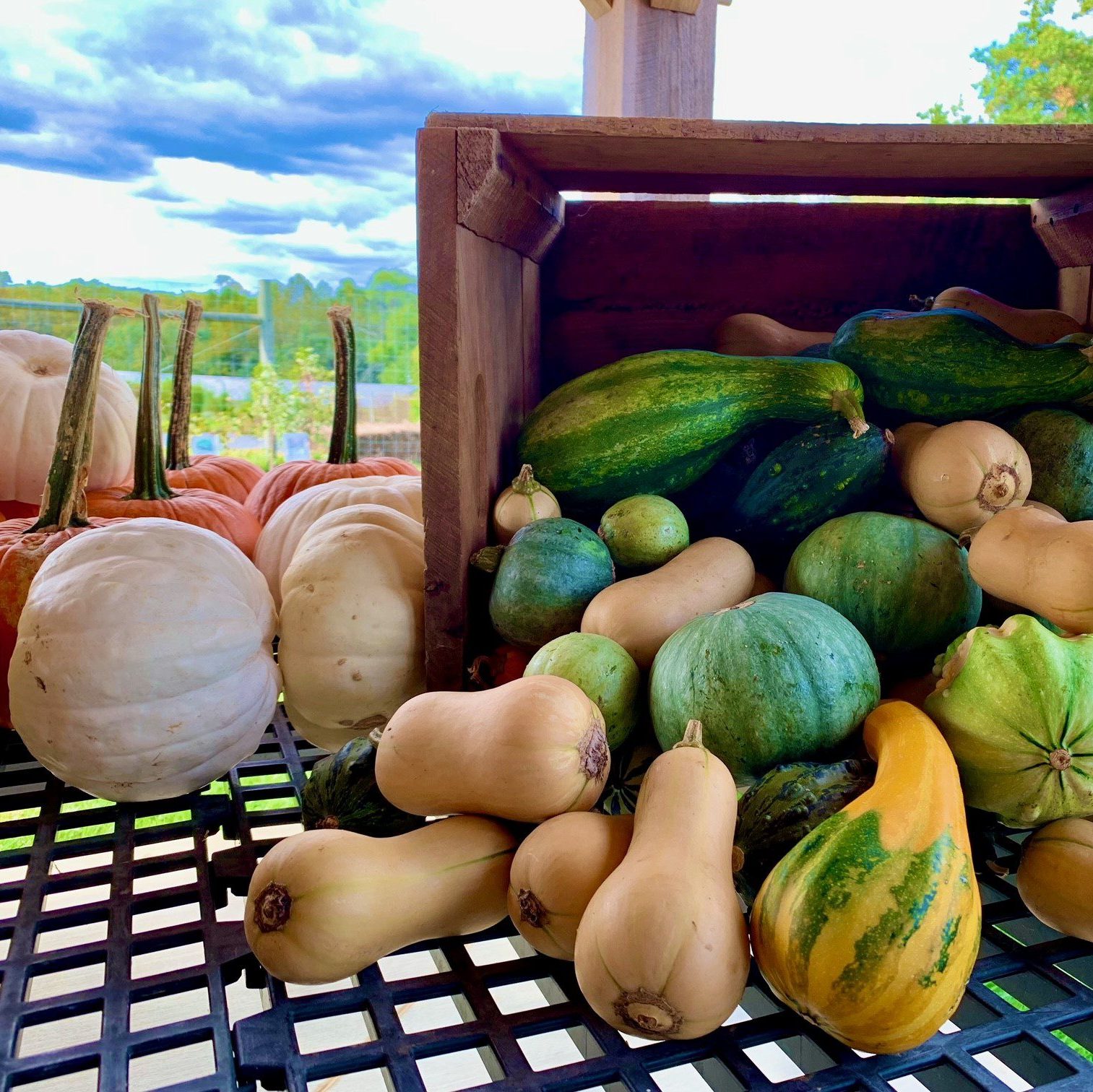 Market at Coverdale fall autumn decorative gourds and field -Photography by Alyssa Molin