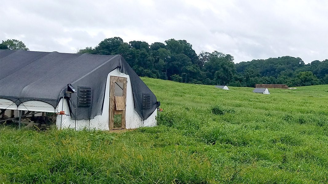 Thanksgiving Turkey Houses at Coverdale Farm