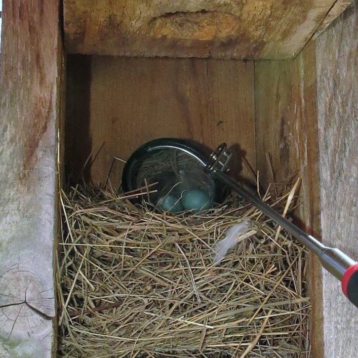 Bluebird Eggs in Bird Box