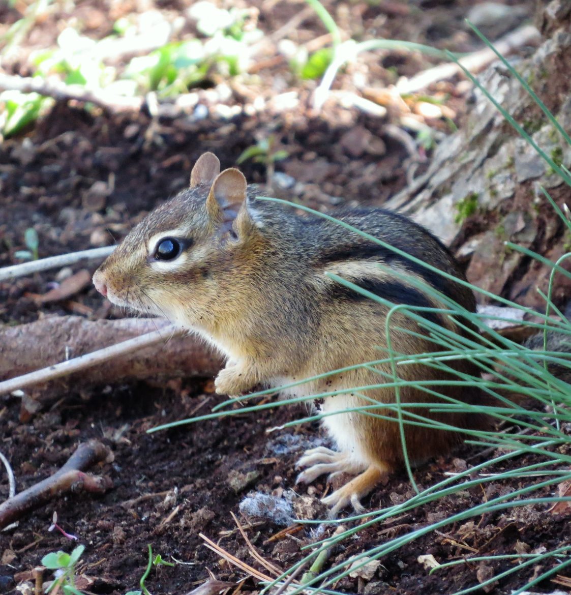 Eastern Chipmunk by Joe Sebastiani