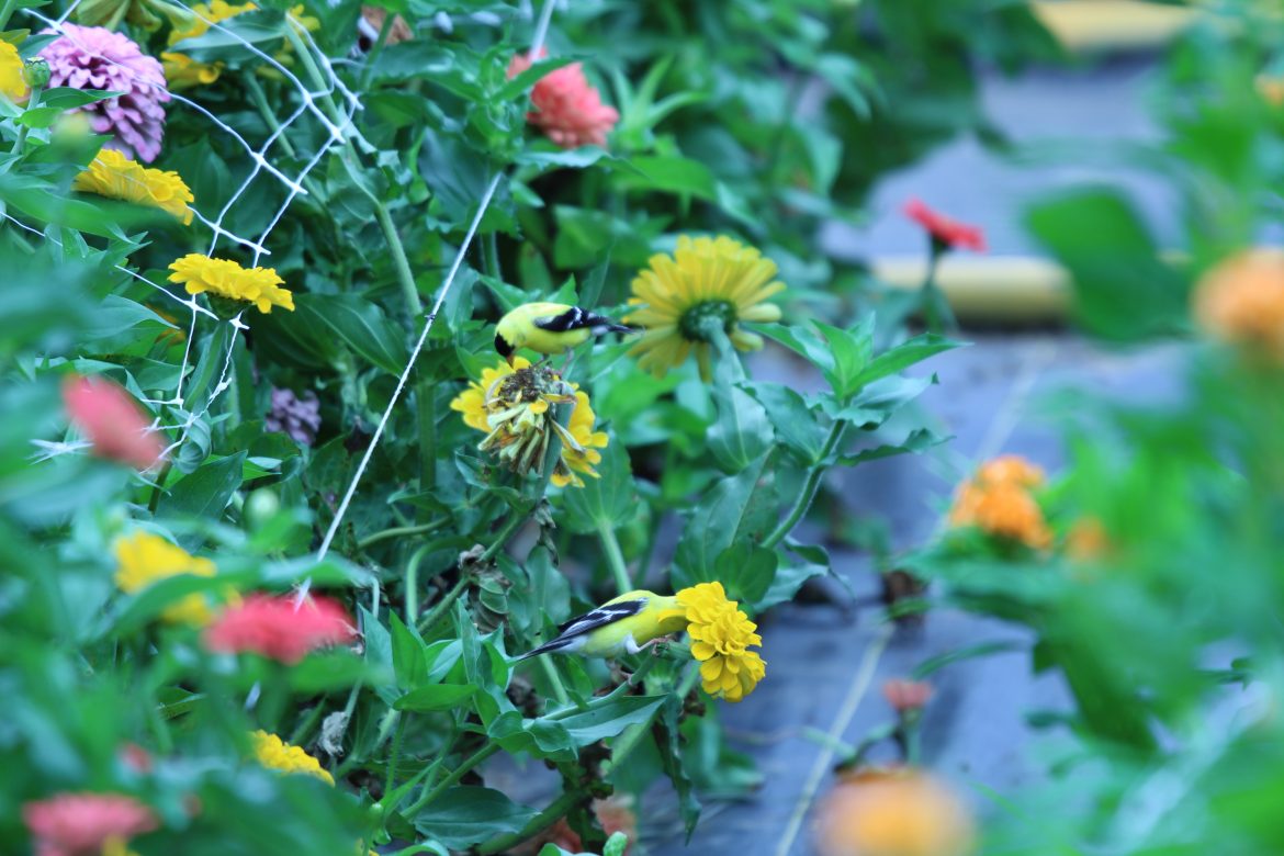 Goldfinches on Coverdale's U-Pick Flowers