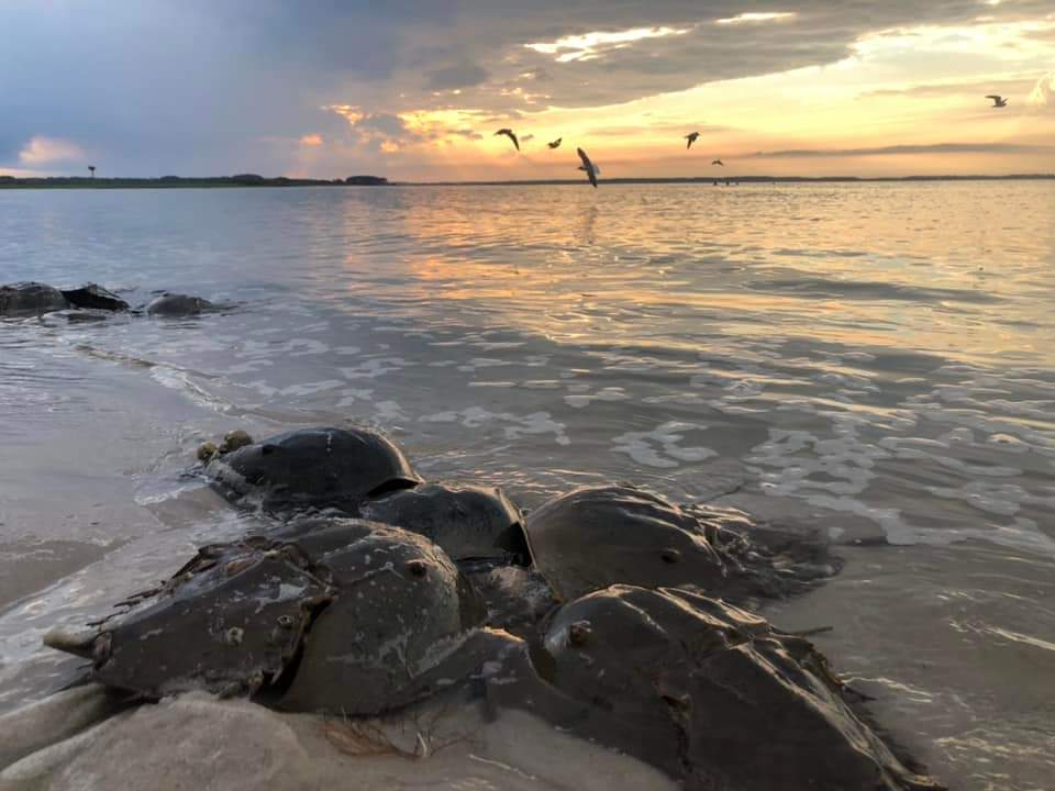 Horseshoe Crab - Photography by Bryan Robinson