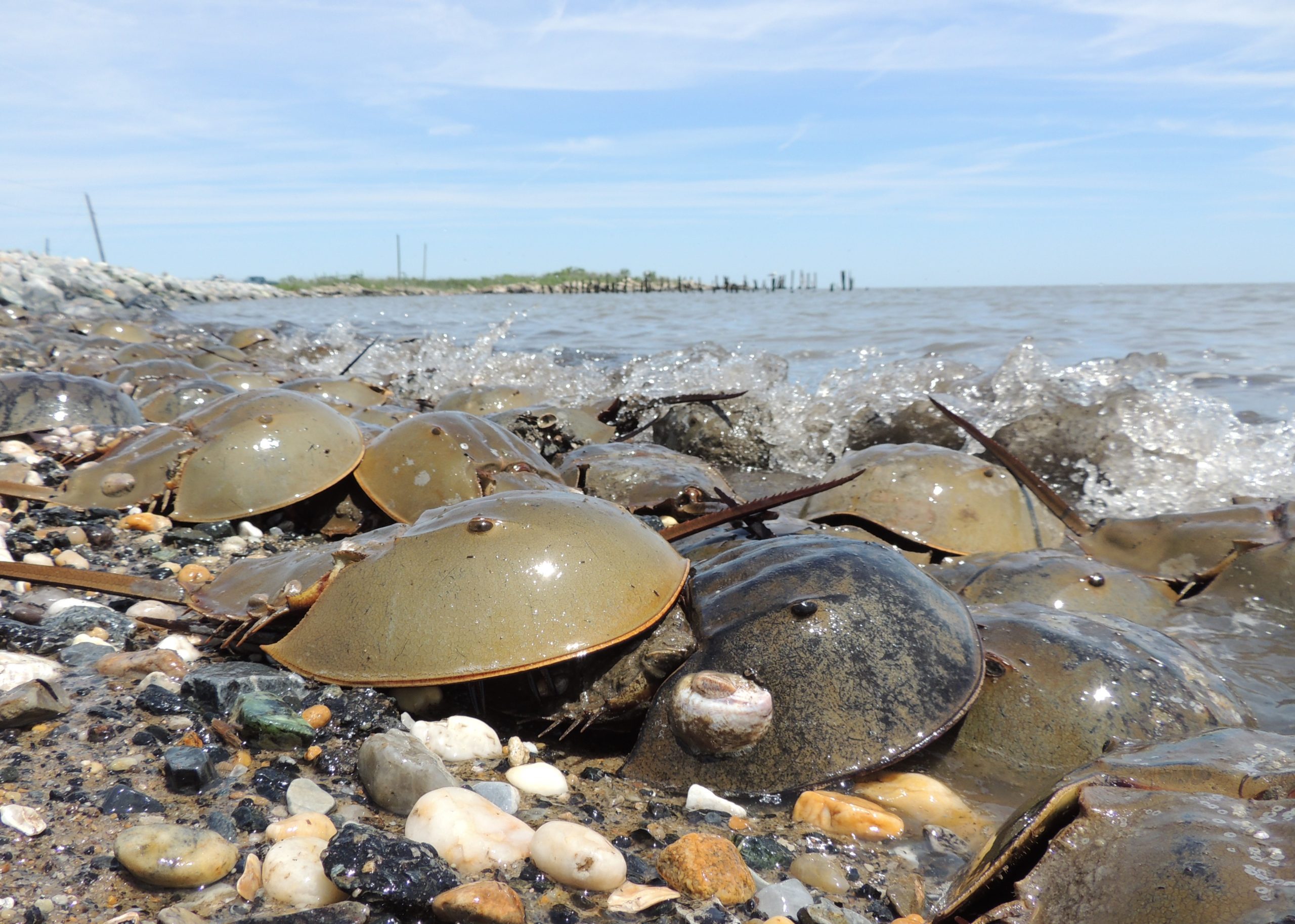 Horseshoe Crab Count - Photography by Jim White