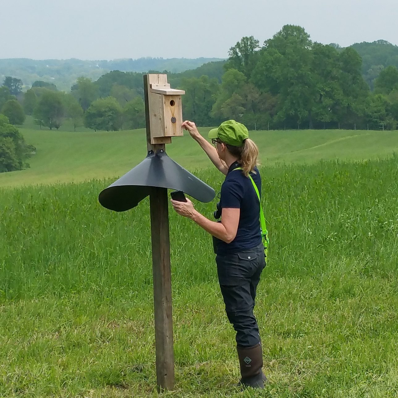 Nestwatch Volunteer Checking Bird Box
