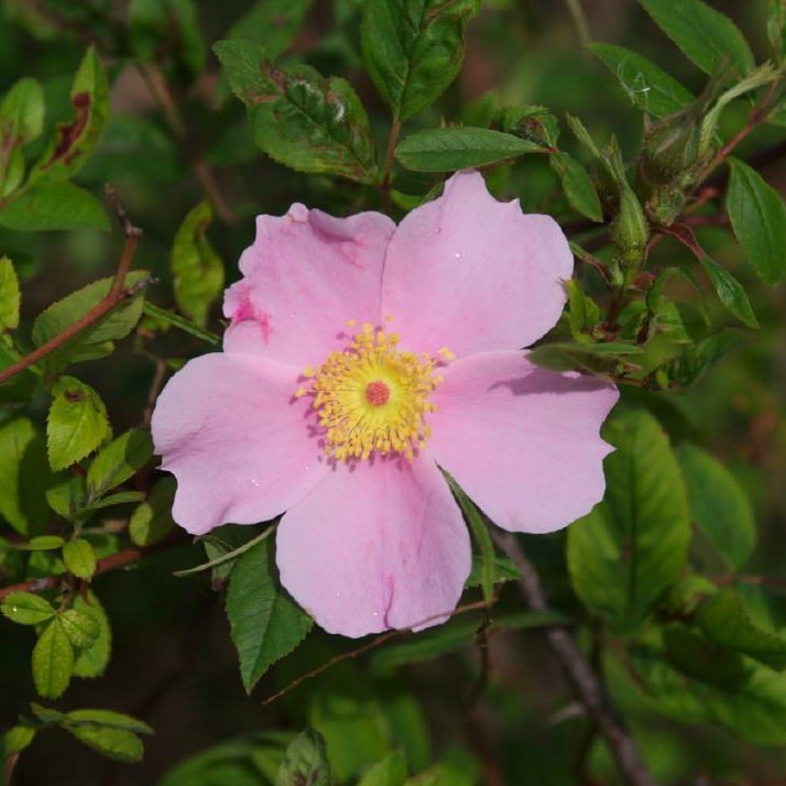 Rosa Palustris - Photography by Malcolm Manners