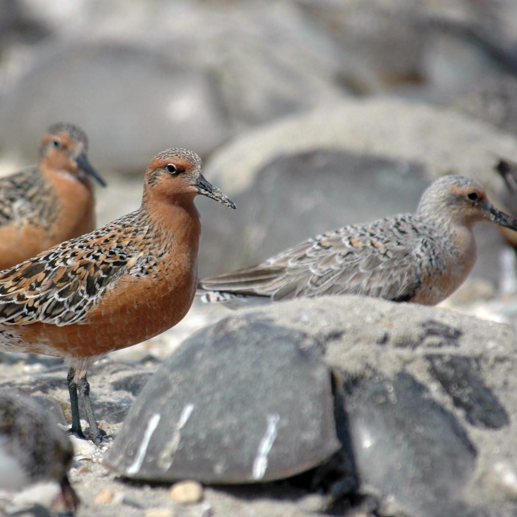 Red Knot birds and Horseshoe Crabs by Gregory Breese/USFWS