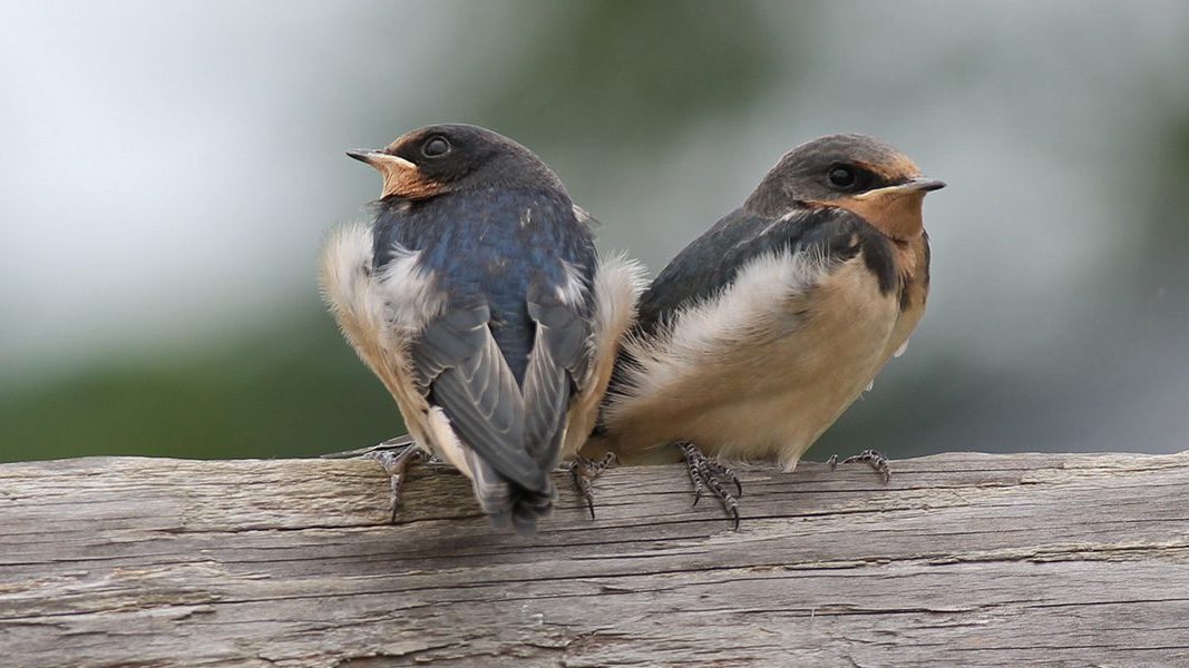Barn swallow juveniles by Ornithologist Ian Stewart