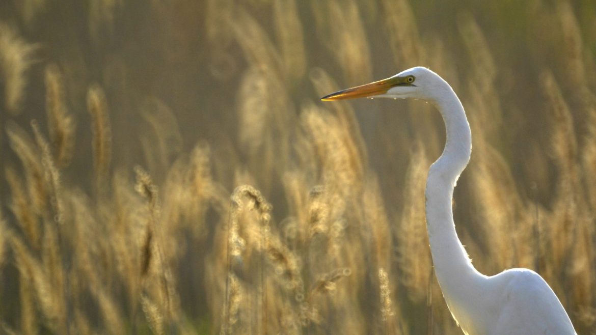 Birds like this Heron can be supported by the Sustainable Communities Grant