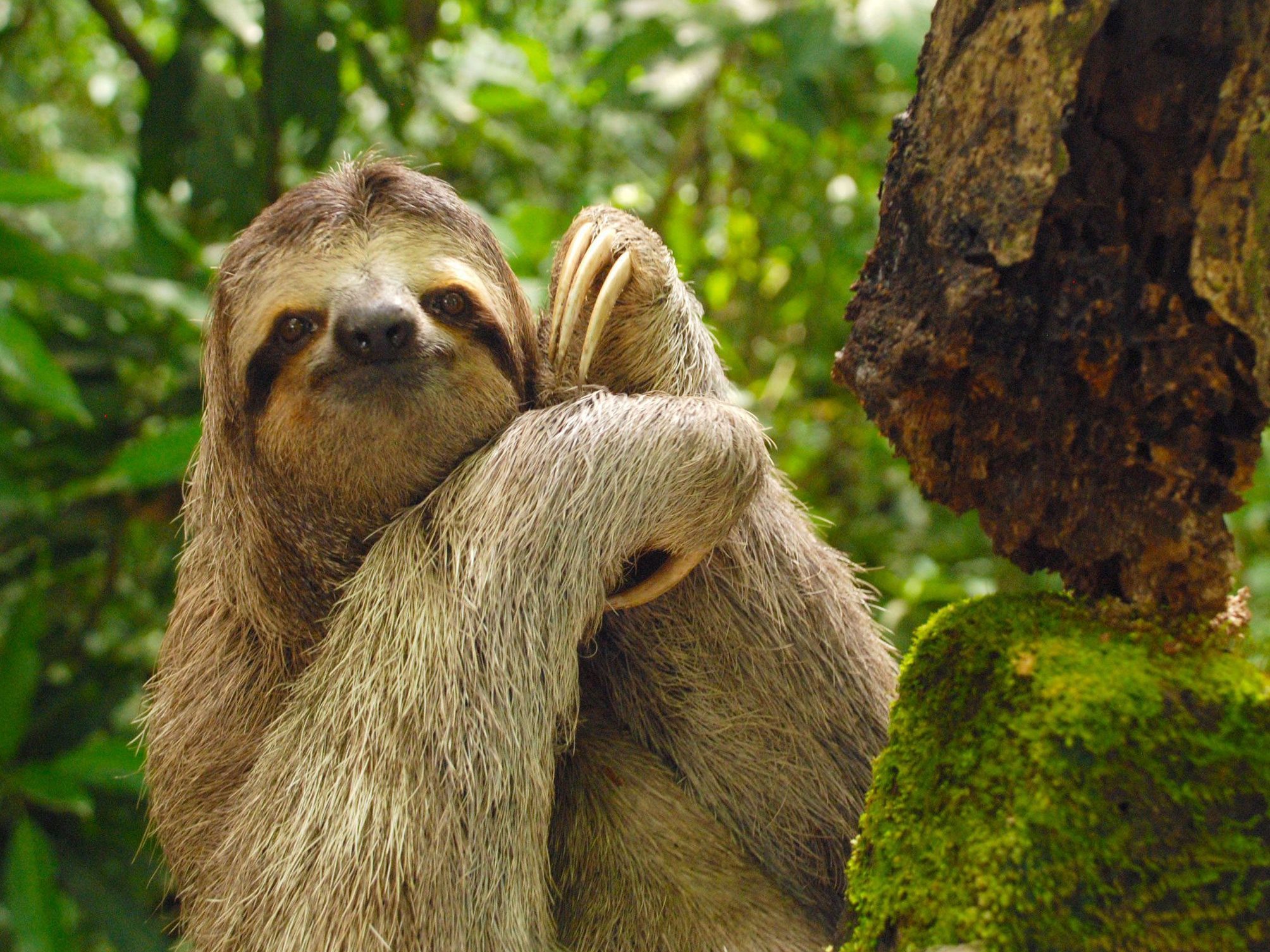 Costa Rica - Three-toed sloth by Pelin Karaca