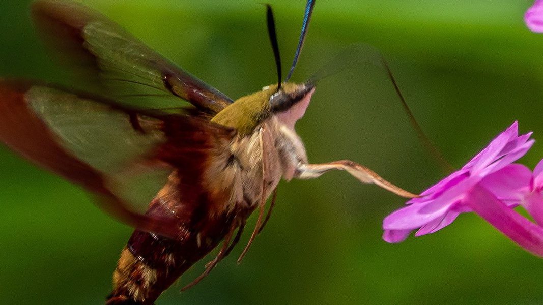 Hummingbird Bee by Gary Snyder