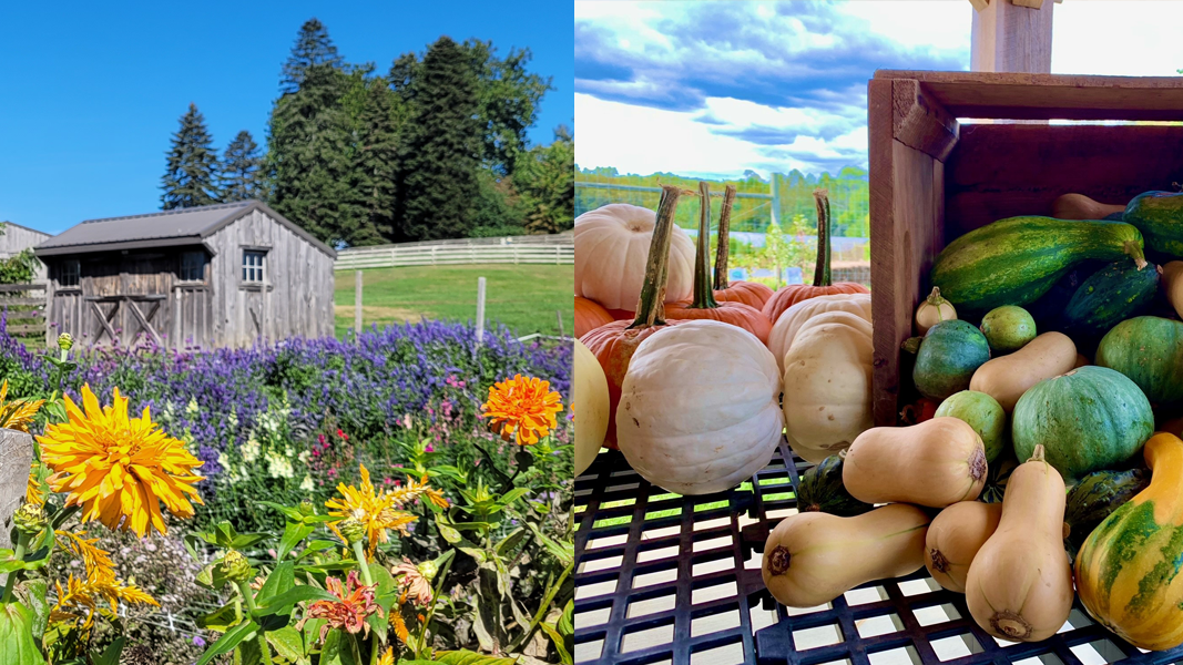 Pumpkins, squash, fall flowers, and apple butter at The Market at Coverdale - Alyssa Molin and Christi Leeson