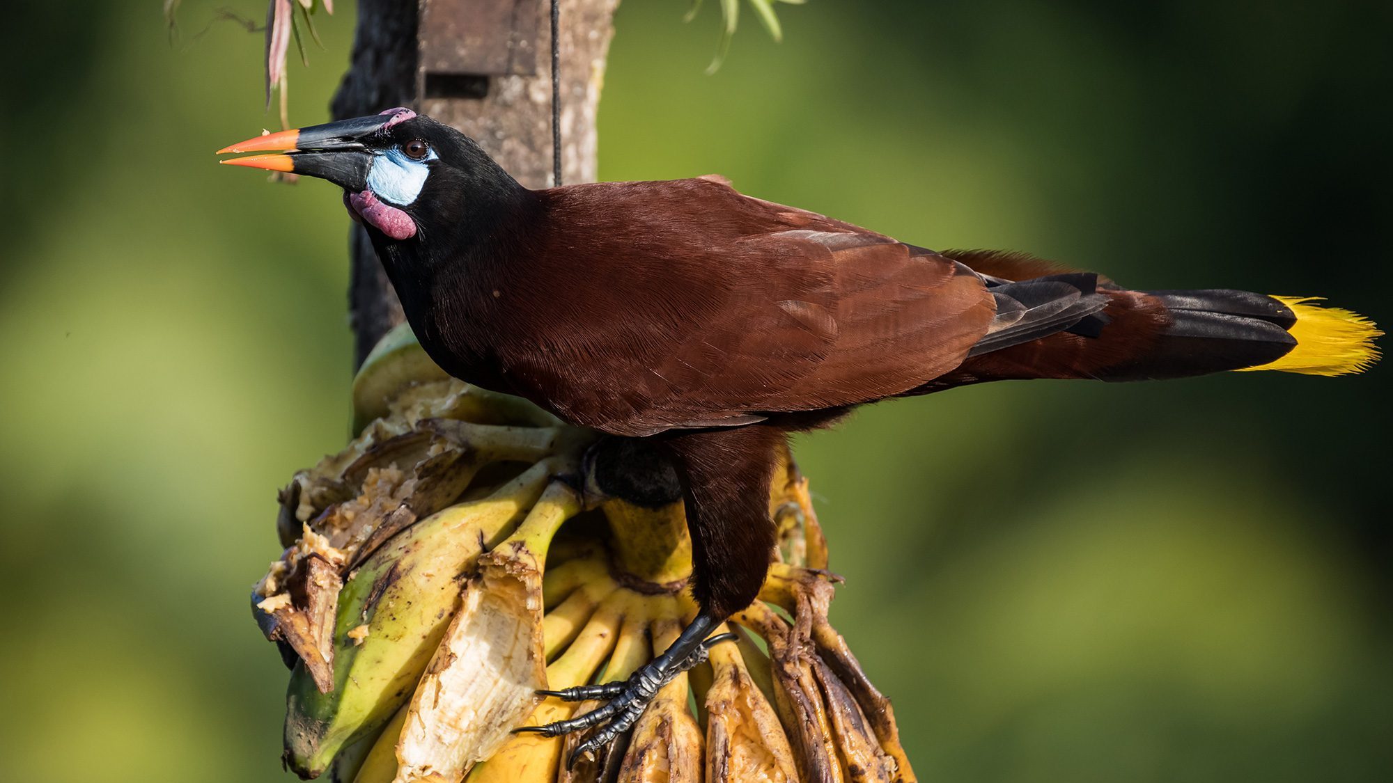 Mexico Yucatan Montezuma Oropendola Bird