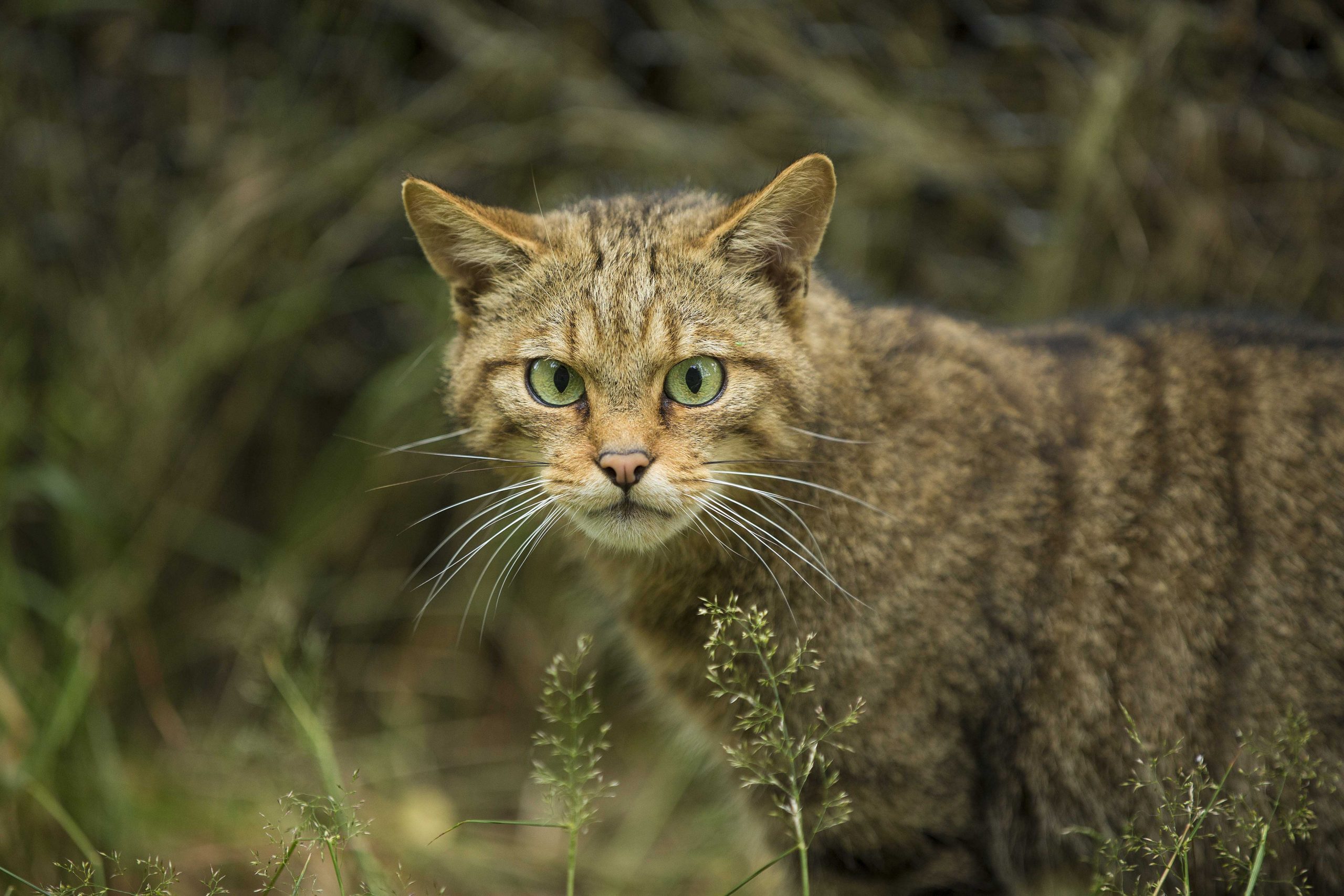 Scottish Wildcat by John Paul