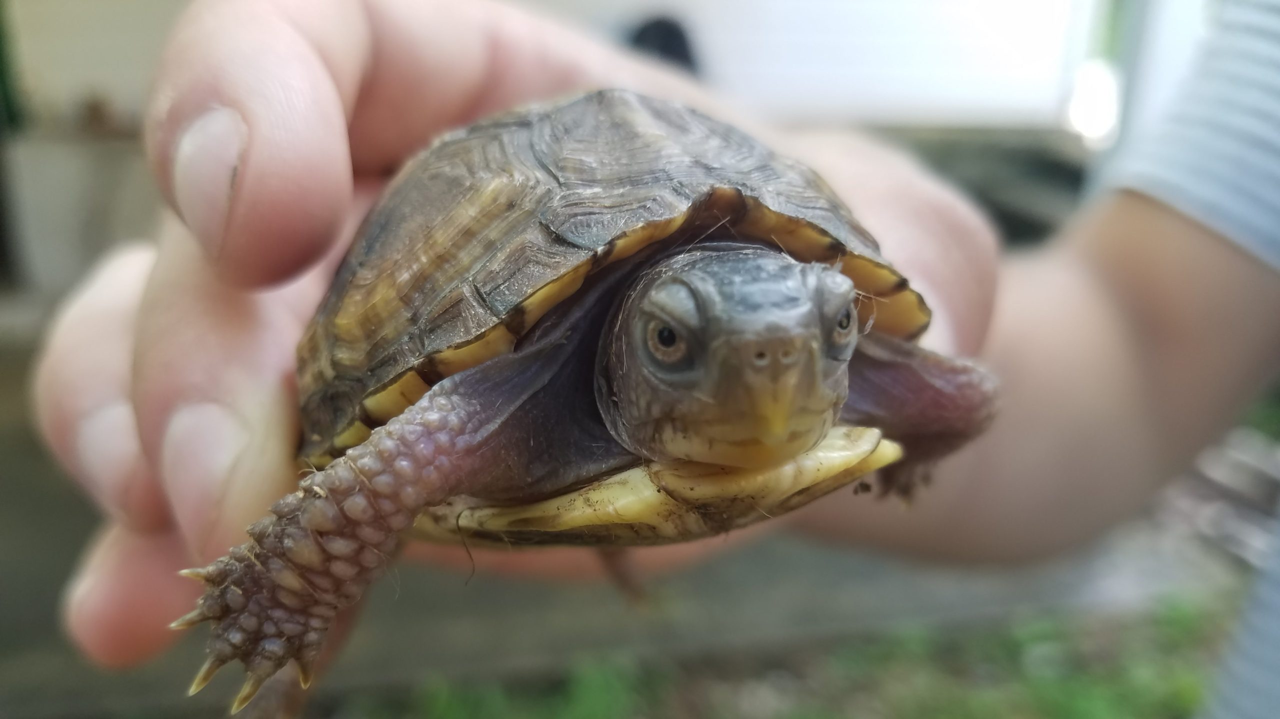 Baby box turtle for Bring DelNature to You Programs