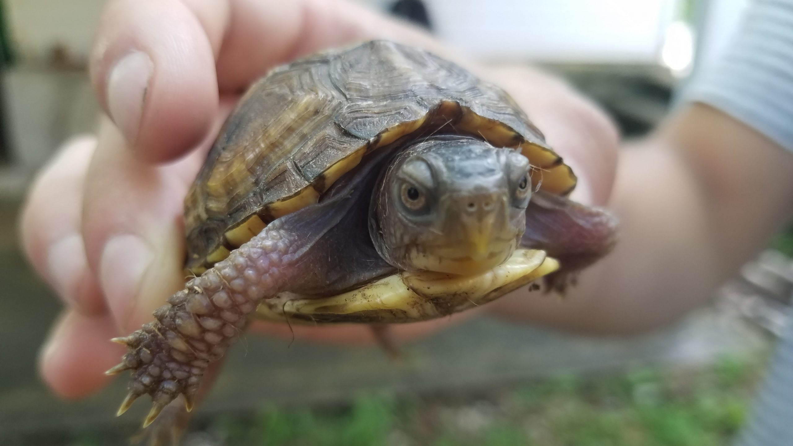 Baby Box Turtle Speedy