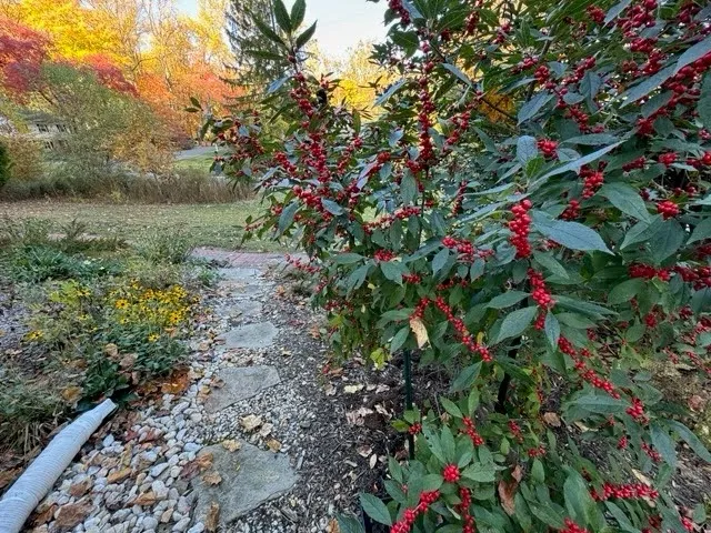 Kerry Wilson, Habitat Outreach Manager for The Delaware Nature Society says native plants not only offer environmental benefits but also boost vibrant seasonal colors, making them a perfect addition to any yard. Oct. 23, 2024. Provided by Kerry Wilson.