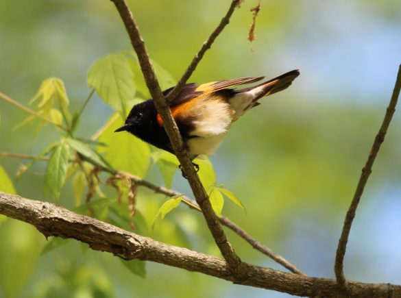 A migrating bird searching for insects in a tree