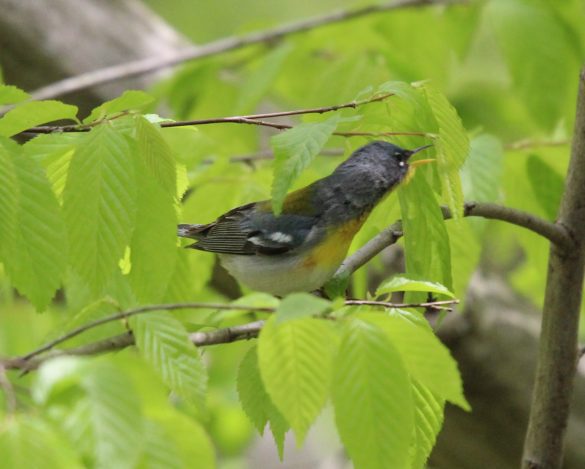 A warbler searches for insects on the leaves of a native tree