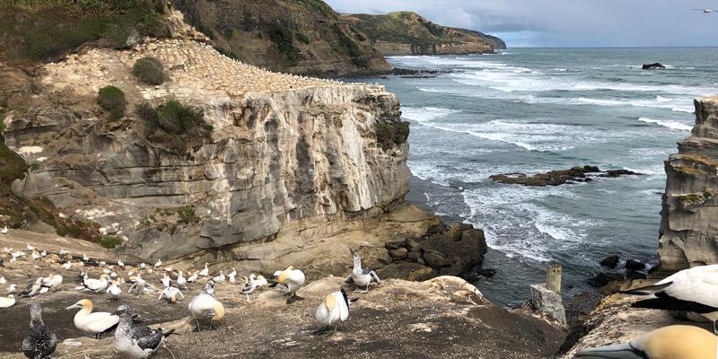 Gannets-at-Muriwai-Beach-Sally-OByrne