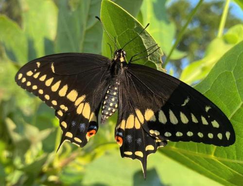 Black Swallowtail Butterfly »
