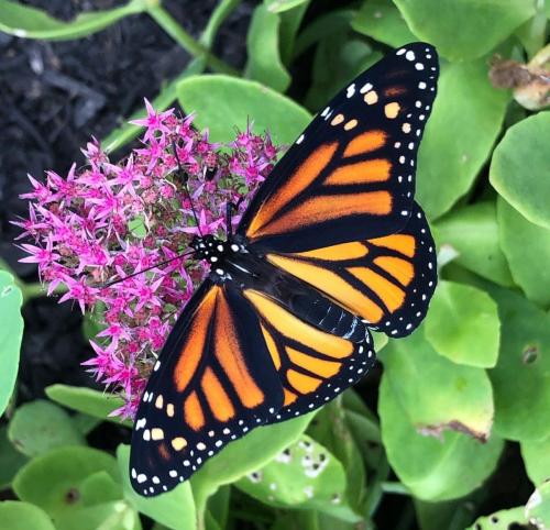 Monarch Butterfly »