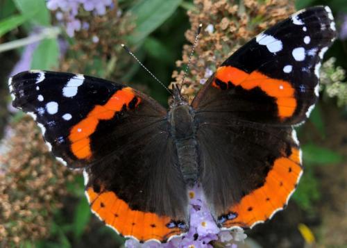 Red Admiral Butterfly »