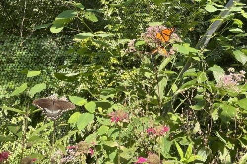 Monarchs and Spicebush in Butterfly Habitat