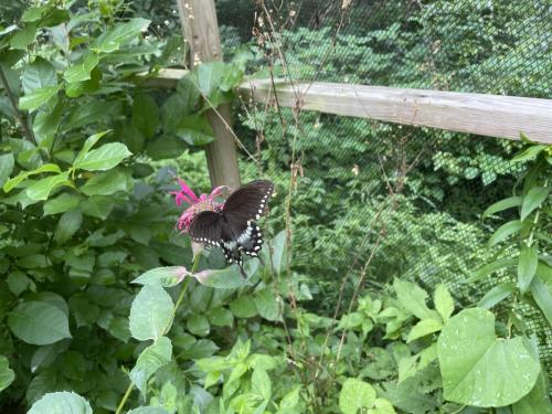 Spicebush in Butterfly Habitat